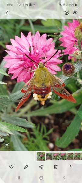 PAPILLON. SPHINX GAZE sur Centaurée fuchsia v3. ANAB LEFFRAY